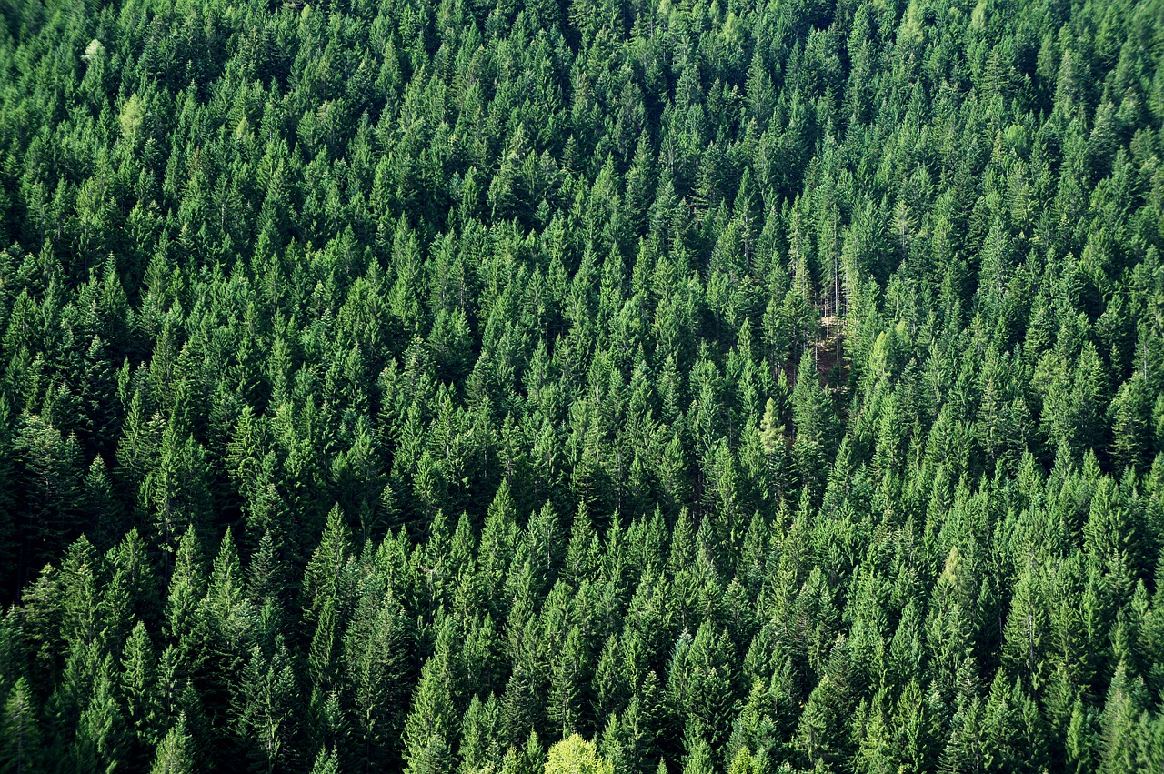 Miškas, Eglės, Žalias, Fonas, Gamta, Periwinkle, Kraštovaizdis, Medis, Nemokamos Nuotraukos,  Nemokama Licenzija