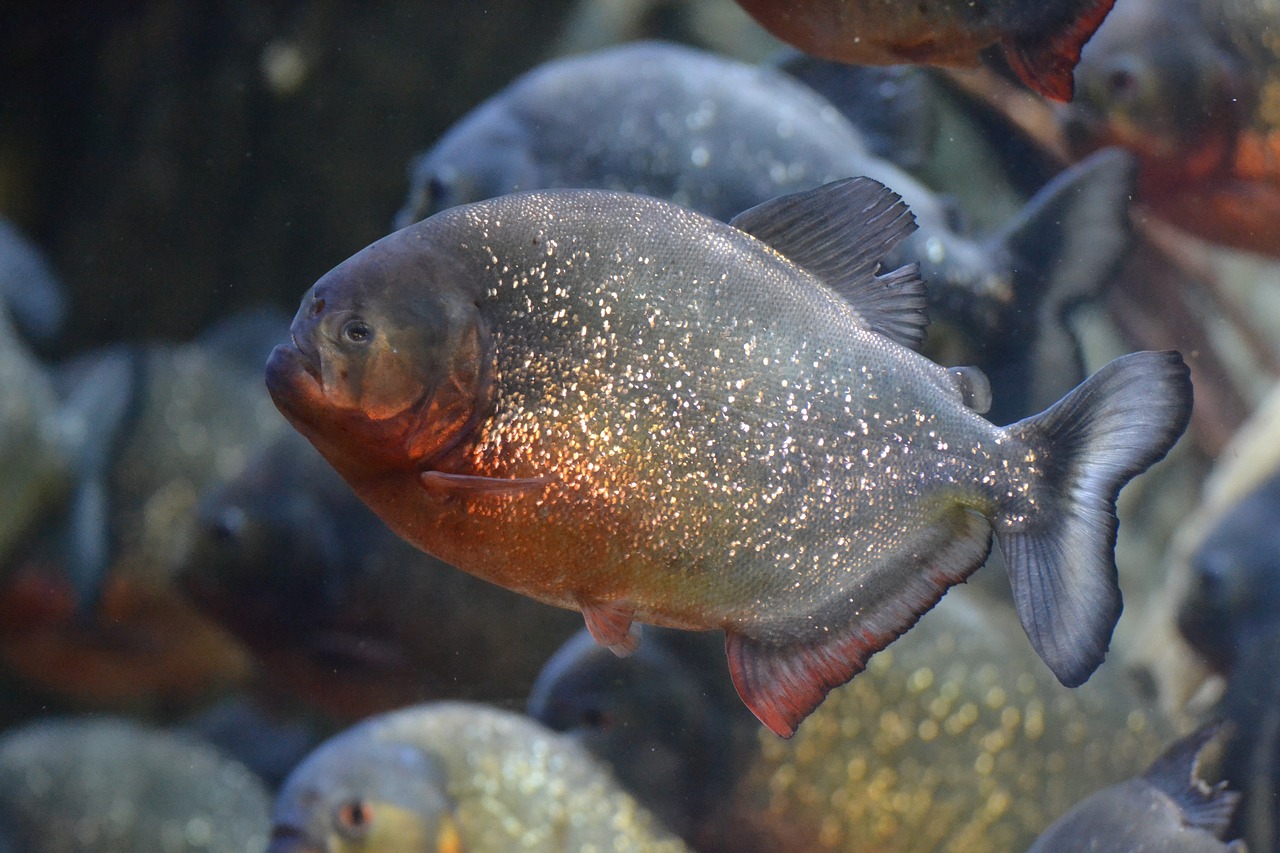 Žuvis, Pavojingas, Povandeninis, Egzotiškas, Plėšrūnas, Rizika, Piranha, Nemokamos Nuotraukos,  Nemokama Licenzija