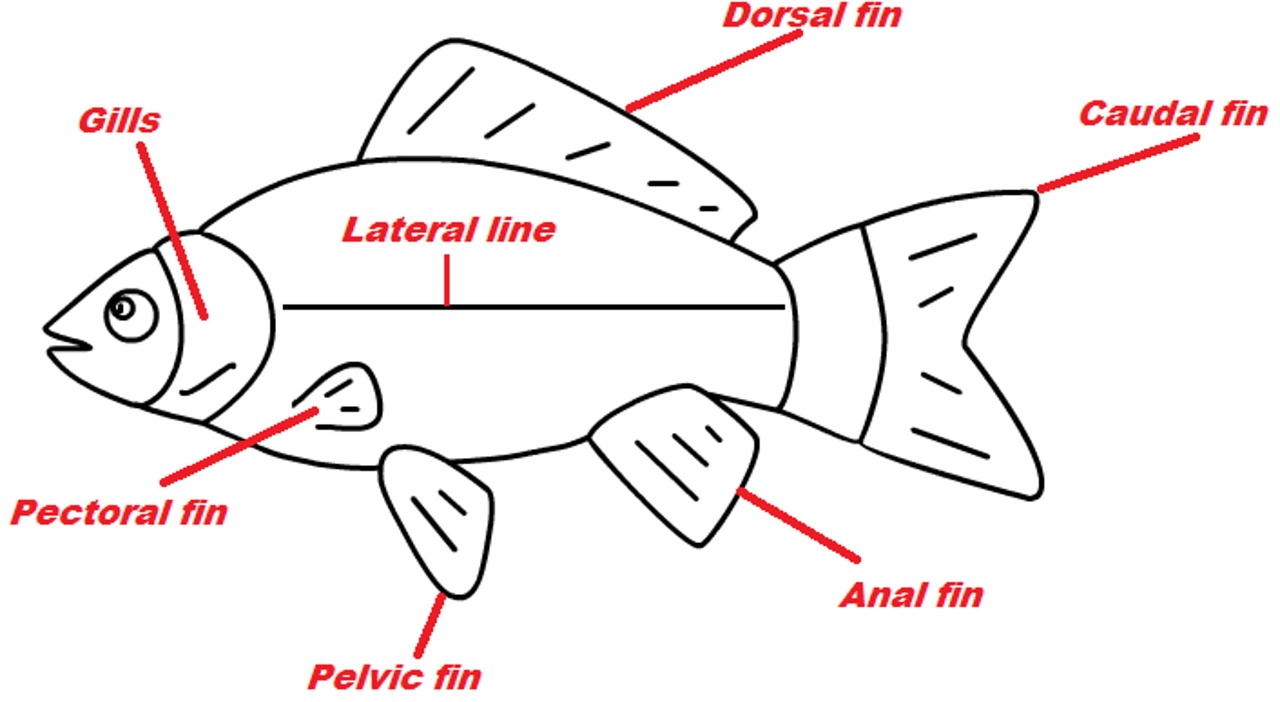 Žuvis, Pelekai, Karpis, Tropinė Žuvis, Auksinė Žuvelė, Akvariumas, Akvariumas, Biologija, Nemokamos Nuotraukos,  Nemokama Licenzija