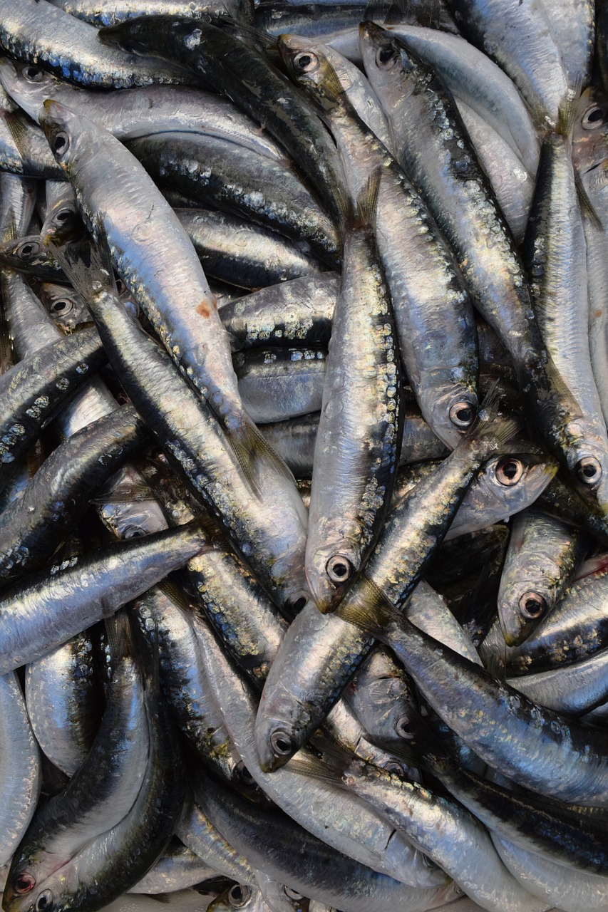 Žuvis, Sardinės, Europietiškas Sardines, Fang, Frisch, Valgyti, Maistas, Sveikas, Sidabras, Nemokamos Nuotraukos