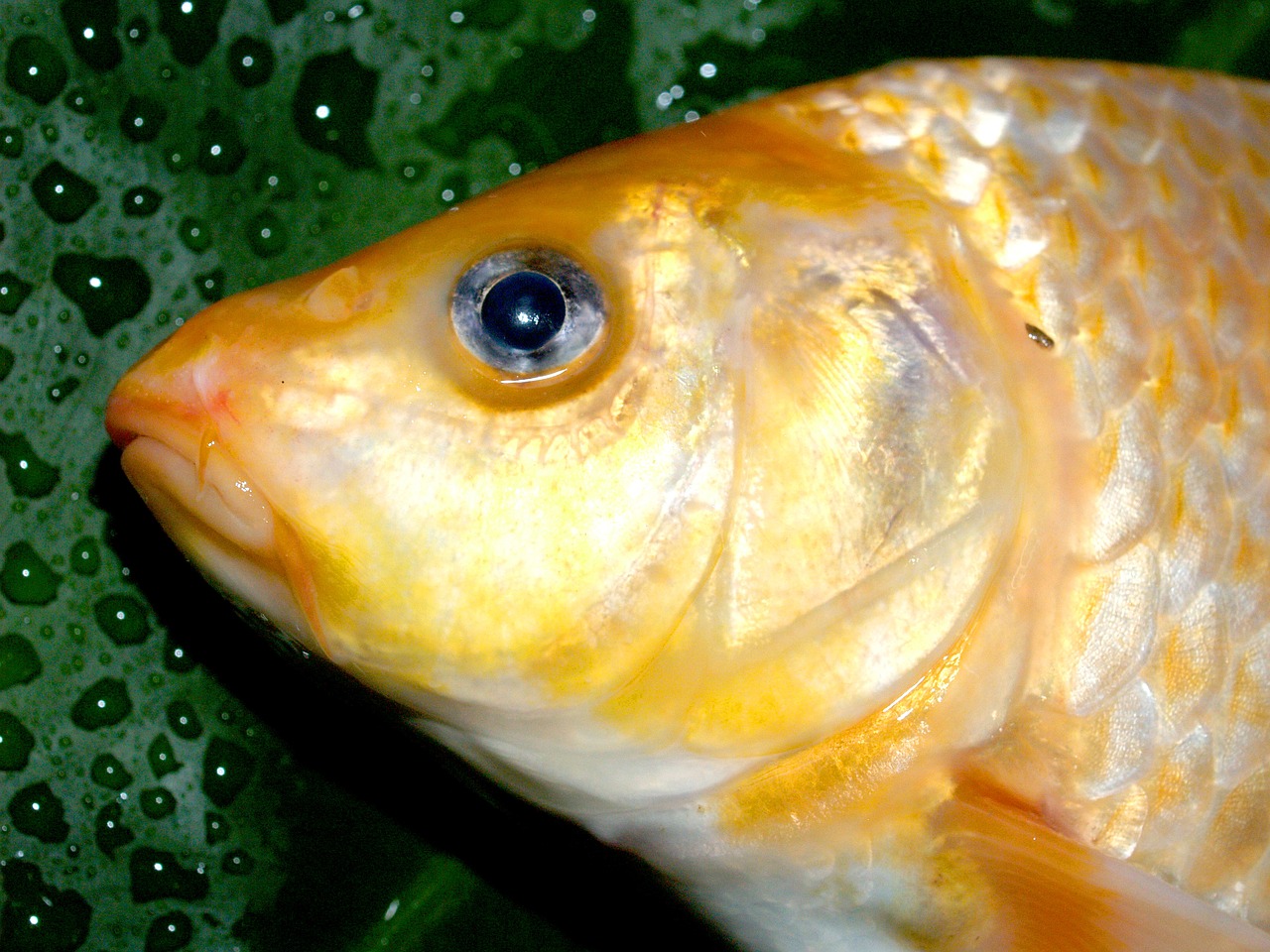 Žuvis, Karpis, Maistas, Upė, Lydekos, Maskavimas, Carpio, Cypriniformes, Buldogas, Cyprinidae