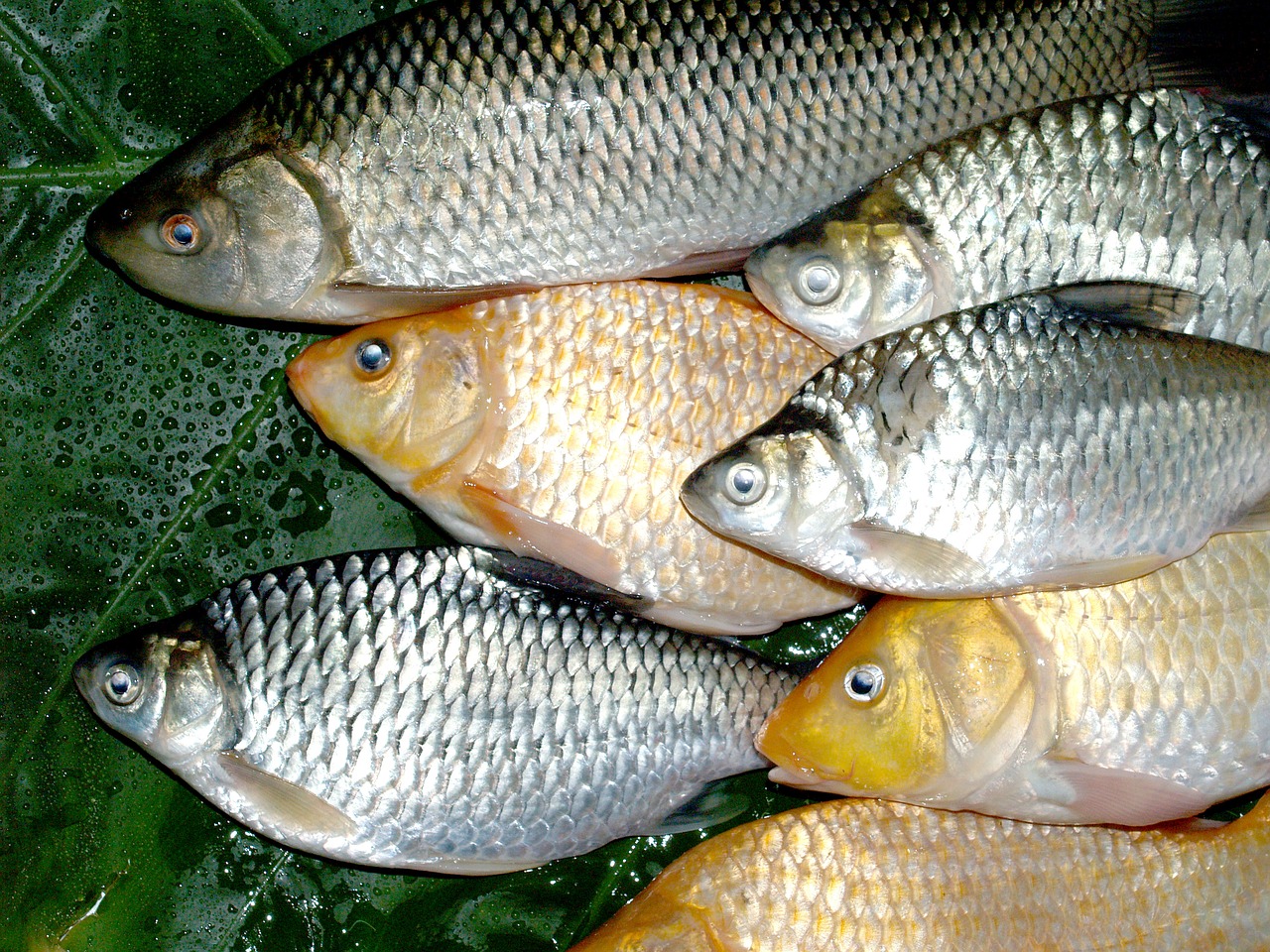 Žuvis, Karpis, Maistas, Upė, Lydekos, Maskavimas, Carpio, Cypriniformes, Buldogas, Cyprinidae