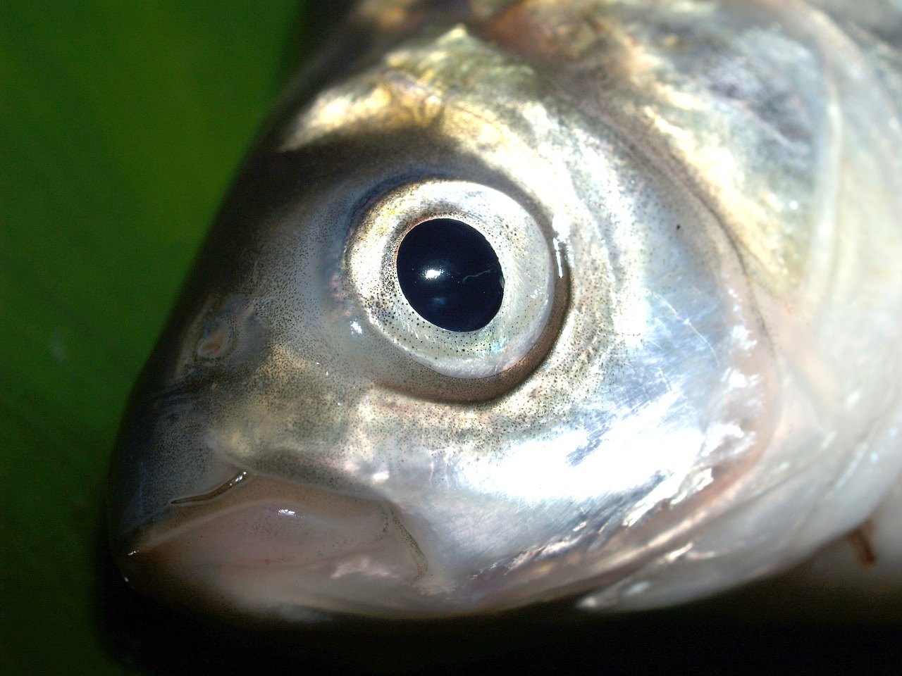 Žuvis, Karpis, Maistas, Upė, Lydekos, Maskavimas, Carpio, Cypriniformes, Buldogas, Cyprinidae