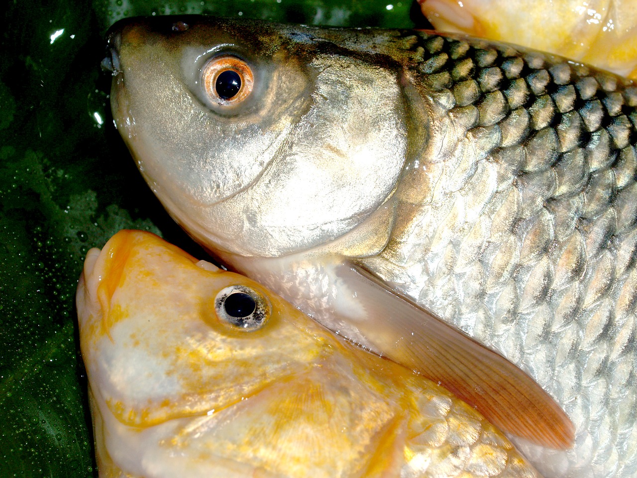 Žuvis, Karpis, Maistas, Upė, Lydekos, Maskavimas, Carpio, Cypriniformes, Buldogas, Cyprinidae