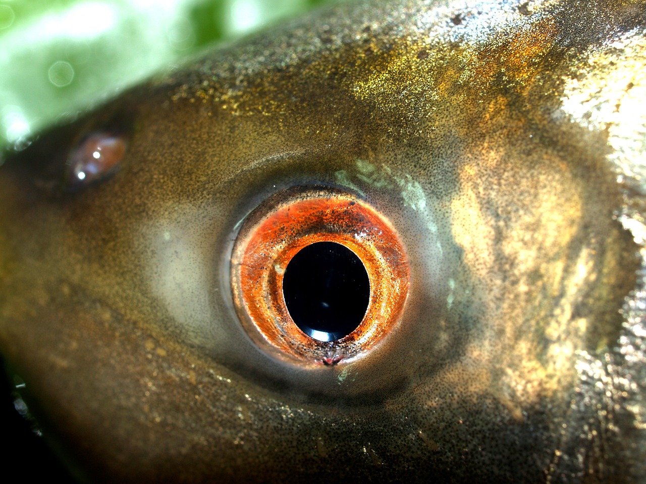 Žuvis, Karpis, Maistas, Upė, Lydekos, Maskavimas, Carpio, Cypriniformes, Buldogas, Cyprinidae