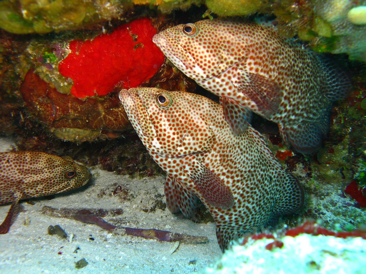 Žuvis, Povandeninis, Jūrų, Vandenynas, Koralas, Gamta, Rifas, Scuba, Nardymas, Tropinė Žuvis