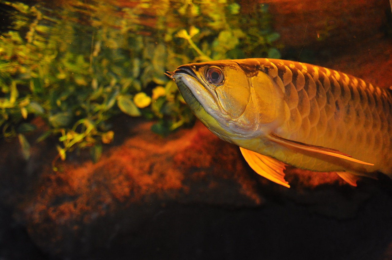 Žuvis, Rezervuaras, Aqua, Dekoratyvinis, Zoologijos Sodas, Pasaulis, Vandens, Naminis Gyvūnėlis, Akvariumas, Vanduo