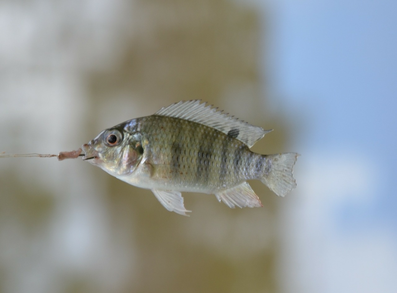 Žuvis, Plaukti, Mažas, Nemokamos Nuotraukos,  Nemokama Licenzija