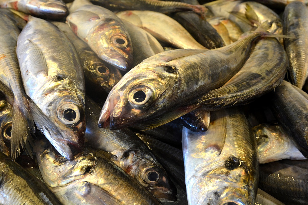 Žuvis, Sardinės, Portugal, Konservai, Menkė, Nemokamos Nuotraukos,  Nemokama Licenzija