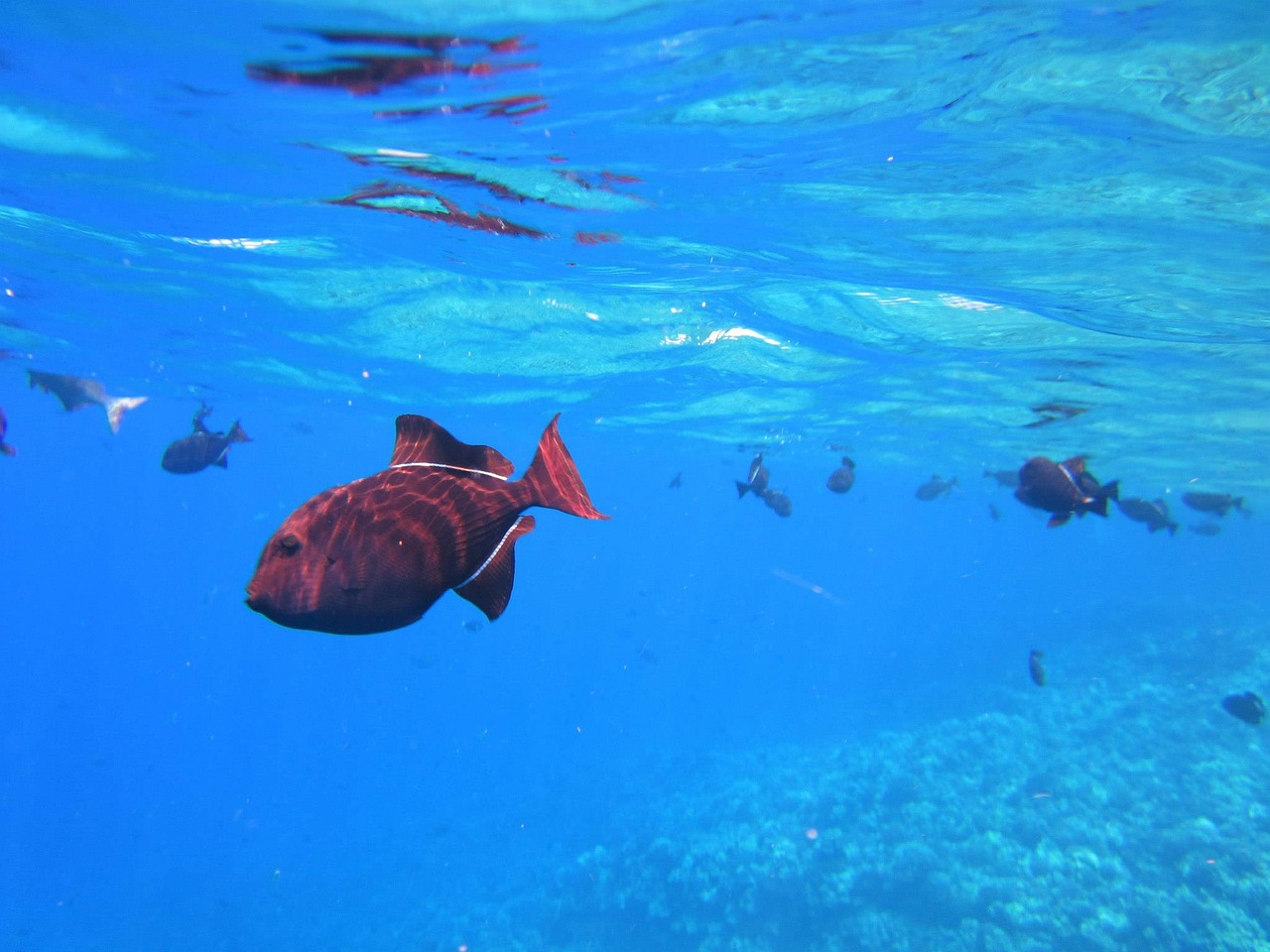 Žuvis, Snorkeling, Atostogos, Kelionė, Jūra, Jūrų, Povandeninis, Gyvūnas, Atogrąžų, Gyvenimas