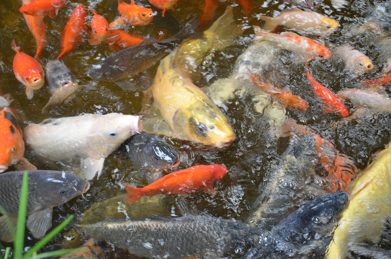 Žuvis, Karpis, Skalė, Tvenkinys, Pelekai, Svarstyklės, Rūšis, Koi, Plaukti, Nemokamos Nuotraukos