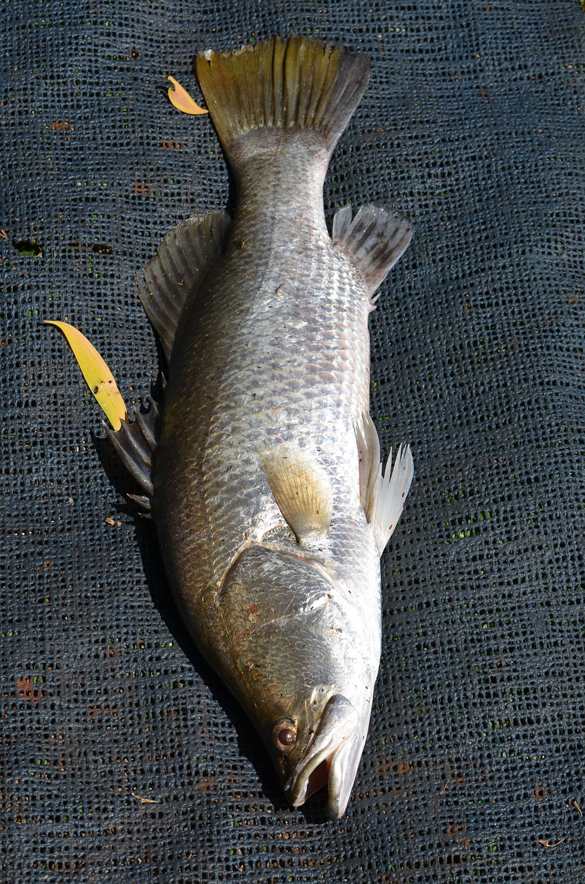 Žuvis, Jūros Gyvenimas, Baramundi, Vandenynas, Jūrų, Gyvūnas, Jūrų Augalija Ir Gyvūnija, Svarstyklės, Didelis, Sidabras