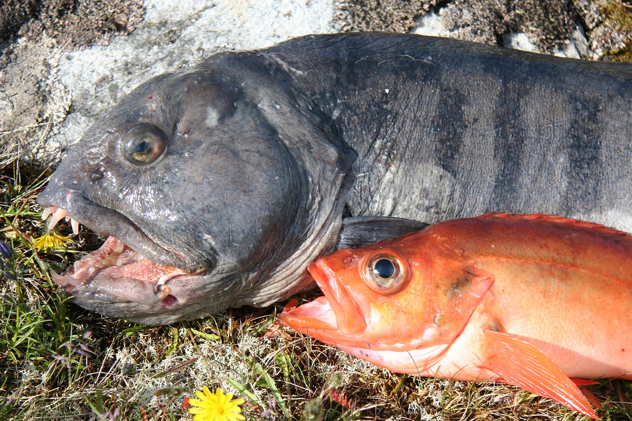 Žuvis, Kalavijas Ir Snapper, Šviežia Žuvis, Nemokamos Nuotraukos,  Nemokama Licenzija