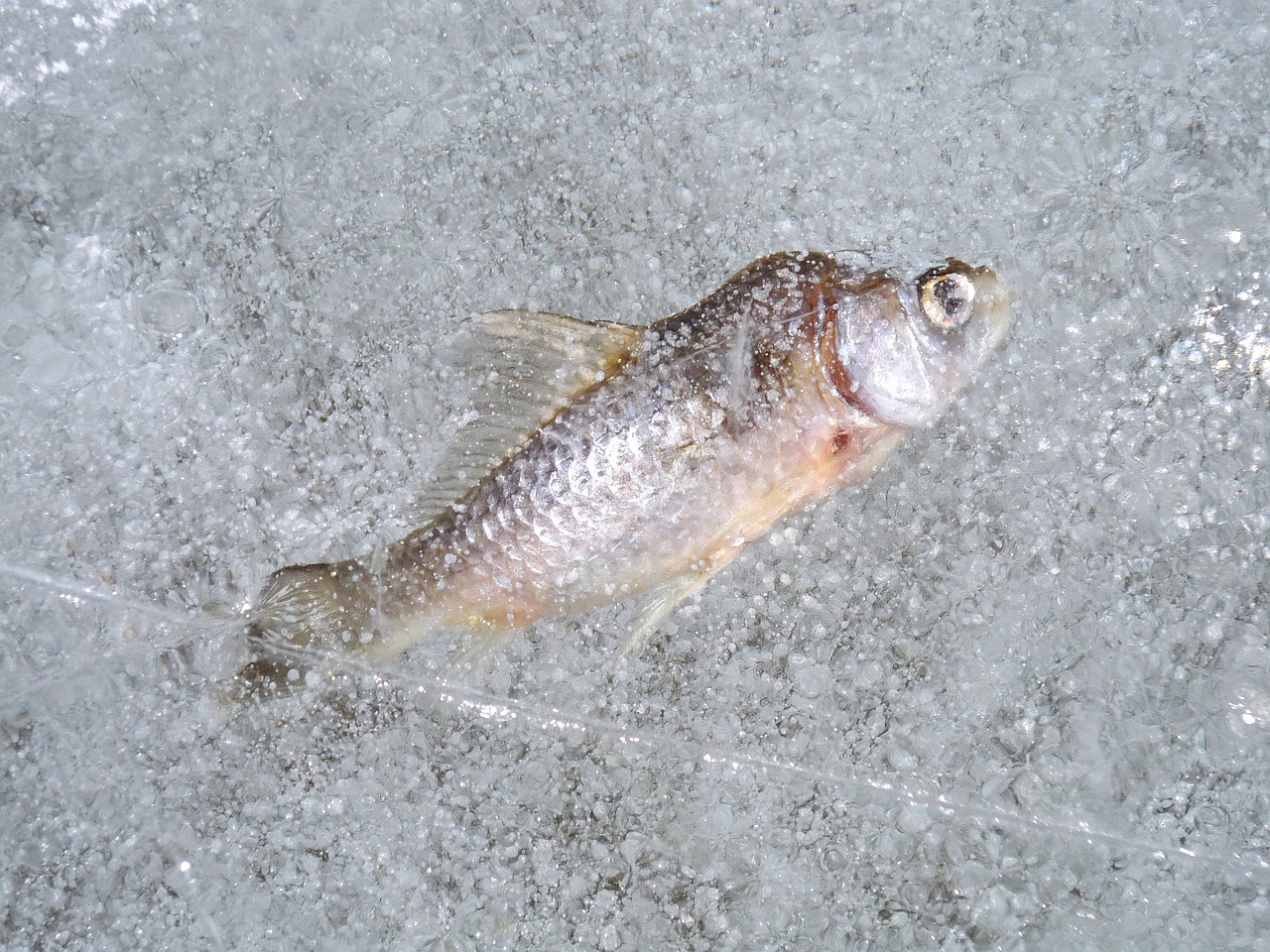 Žuvis, Ledas, Šaltis, Makro, Žiema, Gamta, Vanduo, Šaltas, Ežeras, Kalėjimas