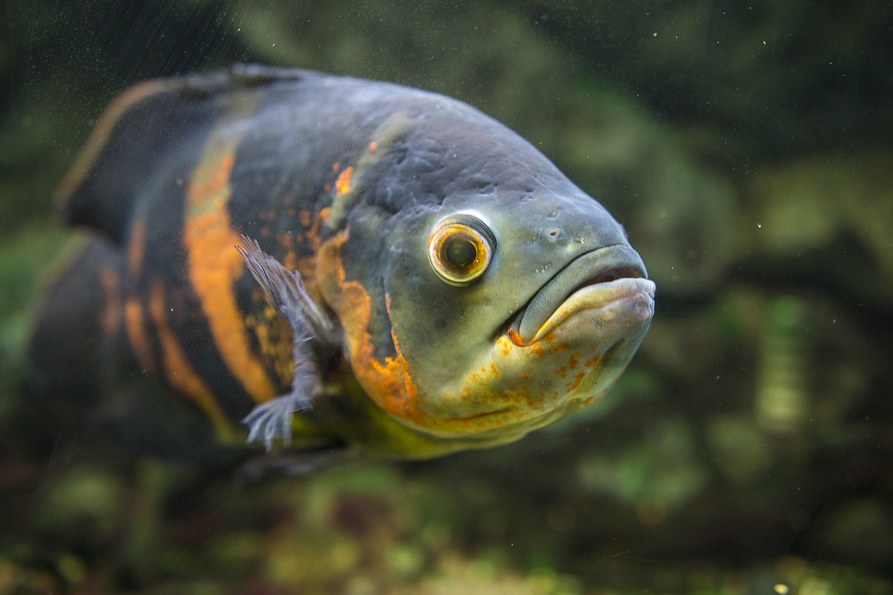 Žuvis, Akvariumas, Povandeninis, Gyvūnas, Vandens, Jūra, Jūrų, Vandenynas, Laukinė Gamta, Koralas