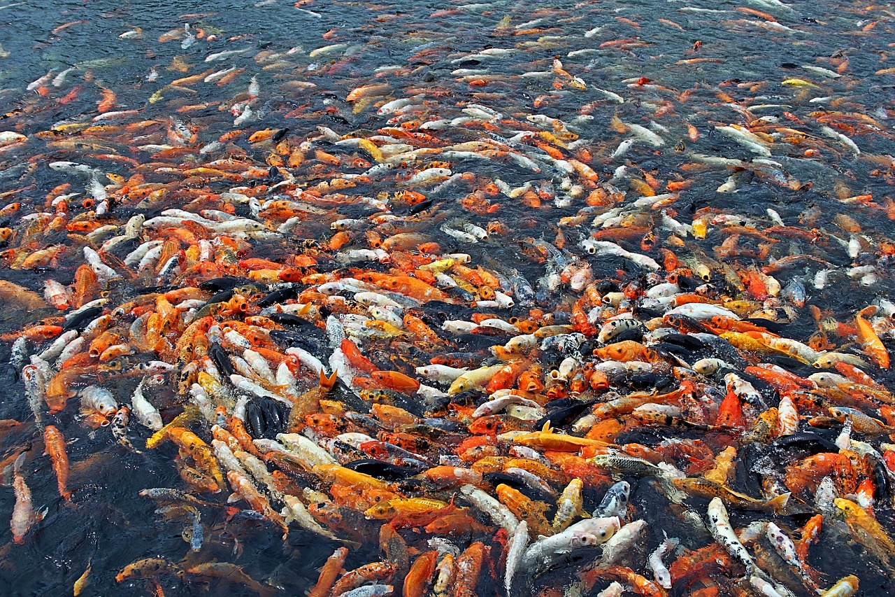 Žuvis, Daug Žuvų, Daug, Kinija, Vanduo, Oranžinė, Eng, Vietos Trūksta, Maitinti, Valgyti