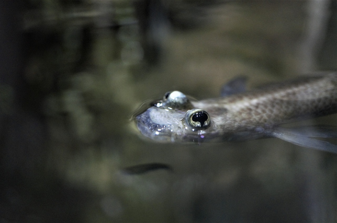 Žuvis, Akvariumas, Vanduo, Akys, Uždaryti, Makro, Nemokamos Nuotraukos,  Nemokama Licenzija