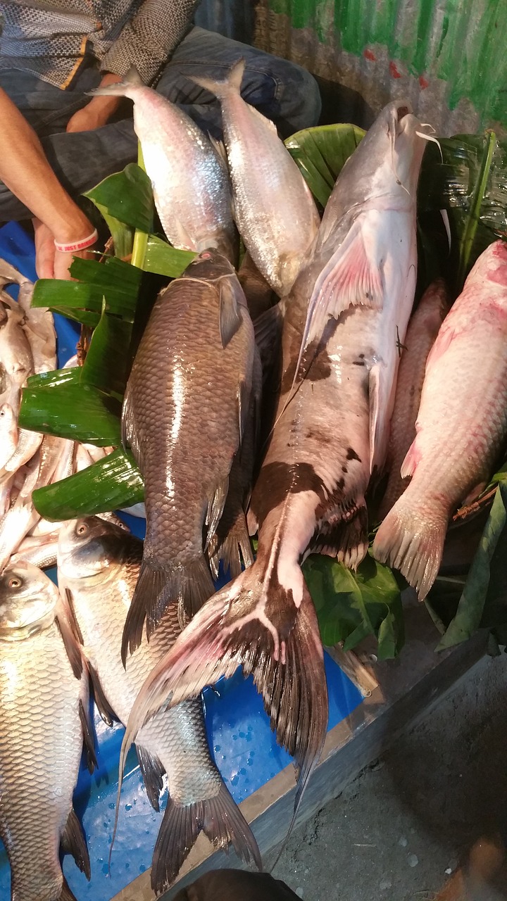 Žuvis, Asija, Bangladešas, Nemokamos Nuotraukos,  Nemokama Licenzija