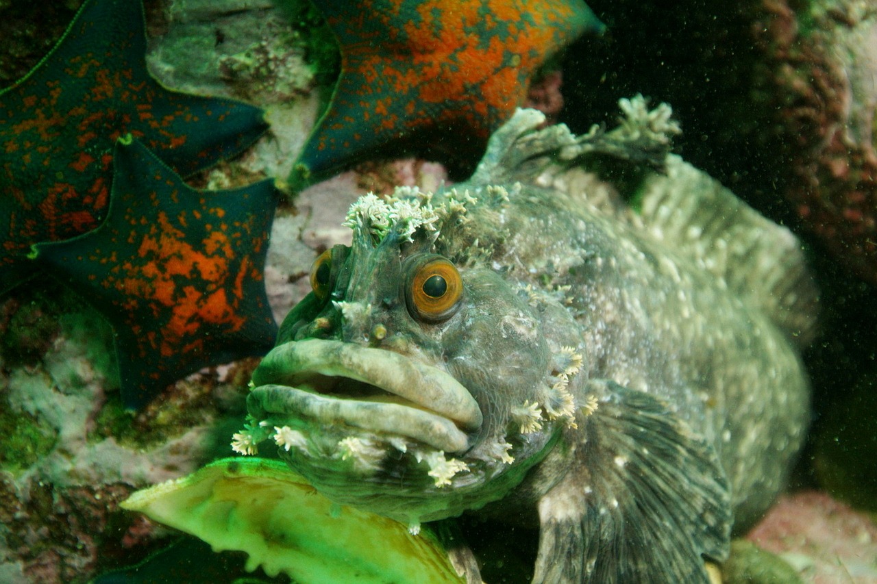 Žuvis, Povandeninė Fotografija, Jūros Dugnas, Nemokamos Nuotraukos,  Nemokama Licenzija