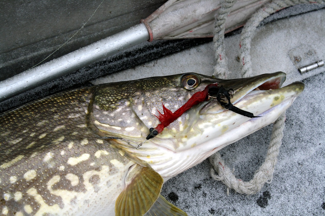 Žuvis,  Gaudyti,  Maistas,  Gamta,  Šiaurinis Lydekas,  Esox Lucius,  Skristi,  Plaukuotas Žudikas,  Lynai,  Žemiau Nulio