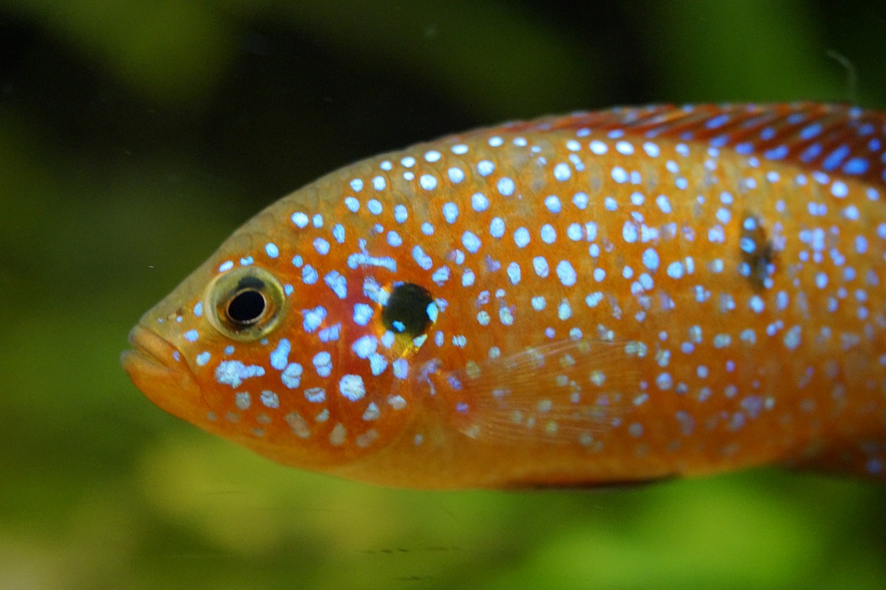 Žuvis, Oranžinė, Fluorescencinis, Taškai, Pastebėtas, Išėjęs Į Pensiją, Vanduo, Jūra, Akvariumas, Povandeninis