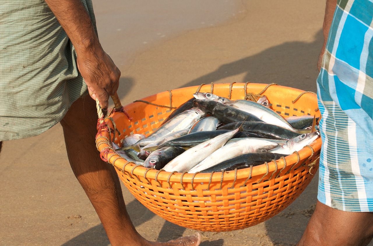 Žuvis,  Žvejai,  Indija, Nemokamos Nuotraukos,  Nemokama Licenzija