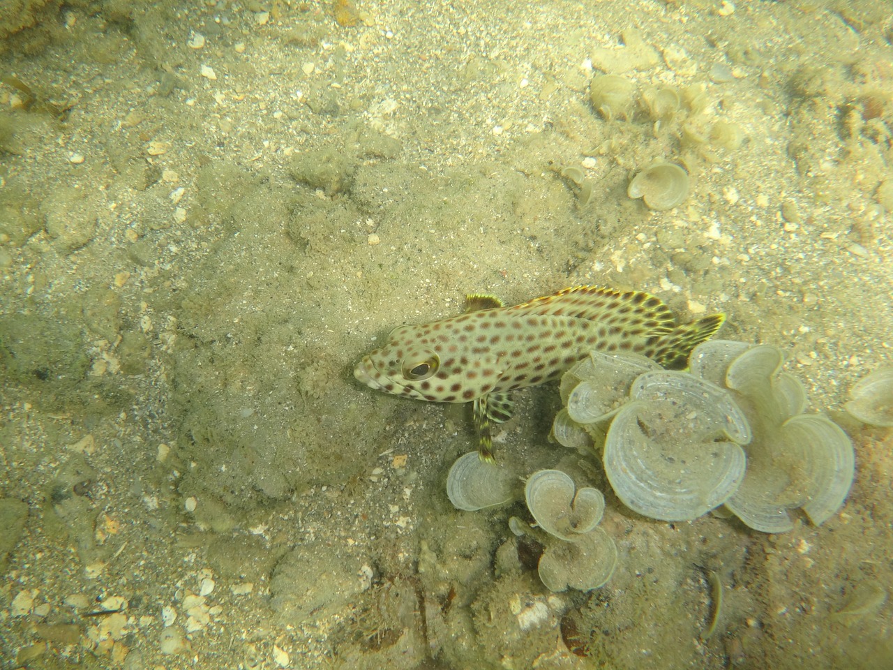 Žuvis, Atogrąžų, Povandeninis, Nardymas, Scuba, Vandenynas, Jūra, Nemokamos Nuotraukos,  Nemokama Licenzija