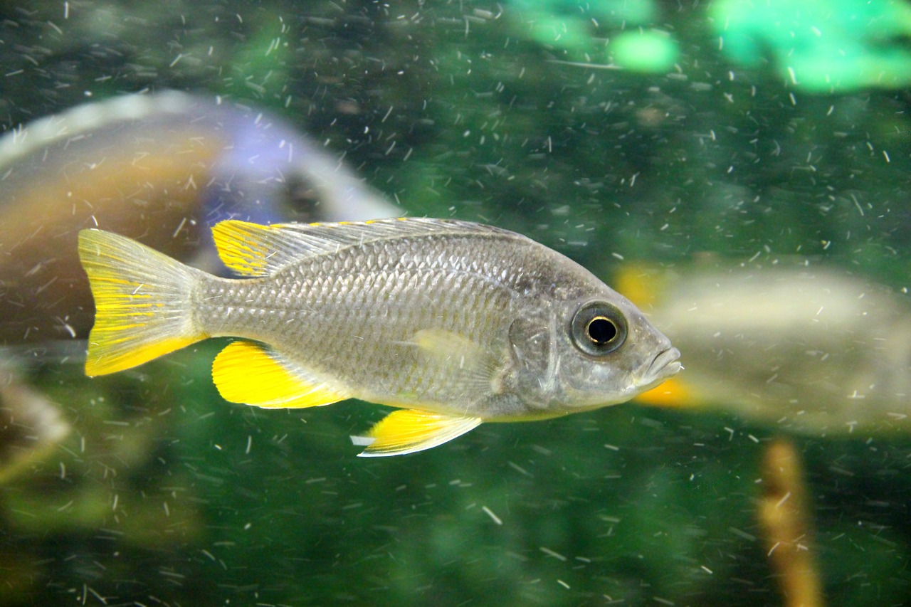 Žuvis,  Ciklidinių,  Pilka Žuvis,  Akvariumas,  Po Vandeniu,  Gyvūnas,  Plaukti,  Pobūdį,  Gėlo Vandens,  Pelekai