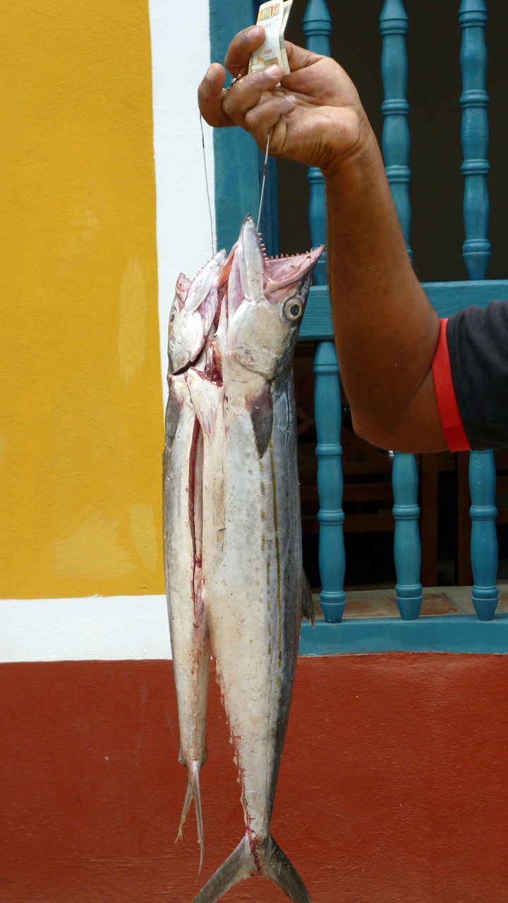 Žuvis, Žvejyba, Gyvūnas, Kuba, Nemokamos Nuotraukos,  Nemokama Licenzija