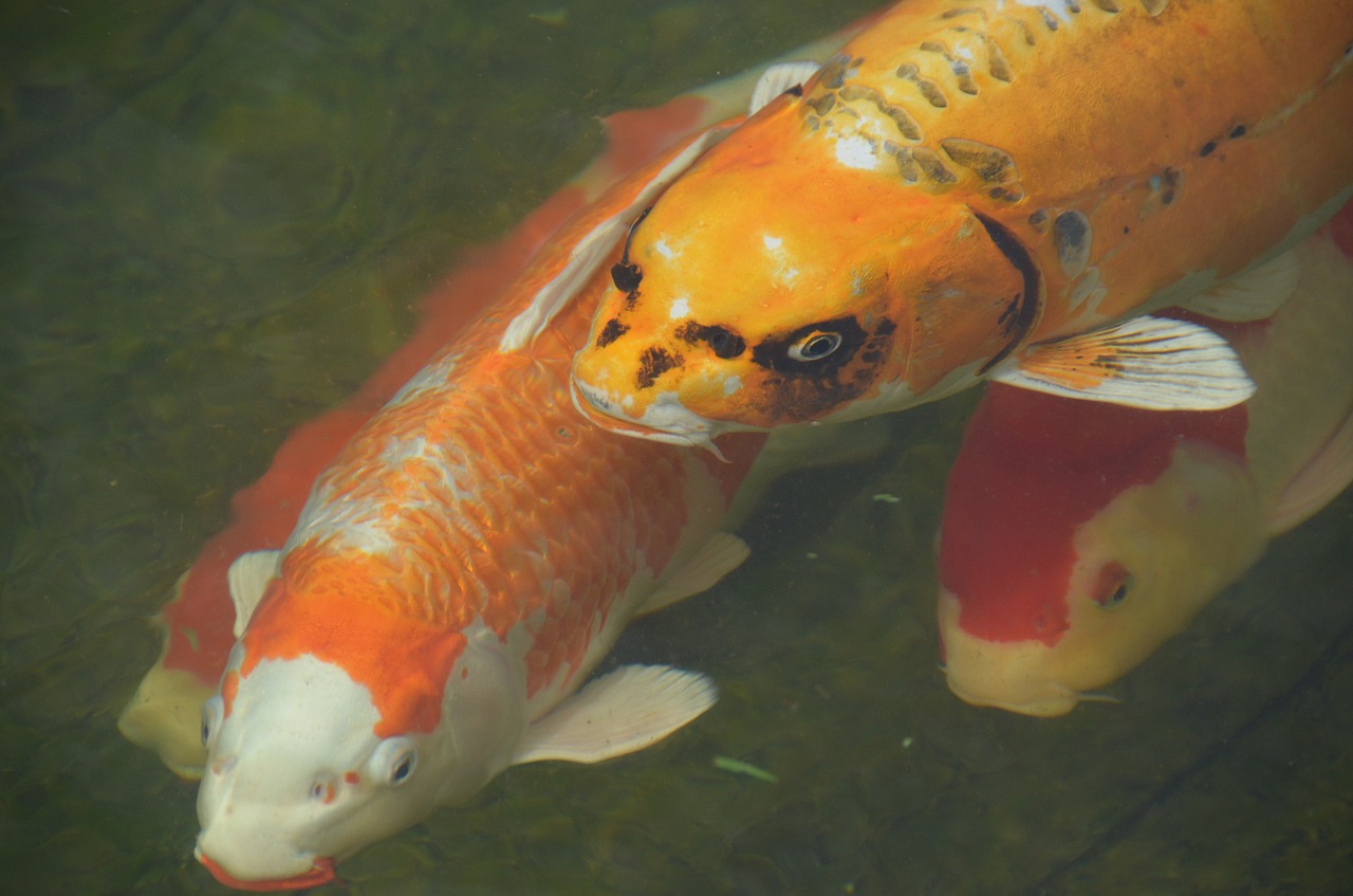 Žuvis, Koi Karpis, Auksinė Žuvelė, Tvenkinys, Vanduo, Oranžinė, Nemokamos Nuotraukos,  Nemokama Licenzija