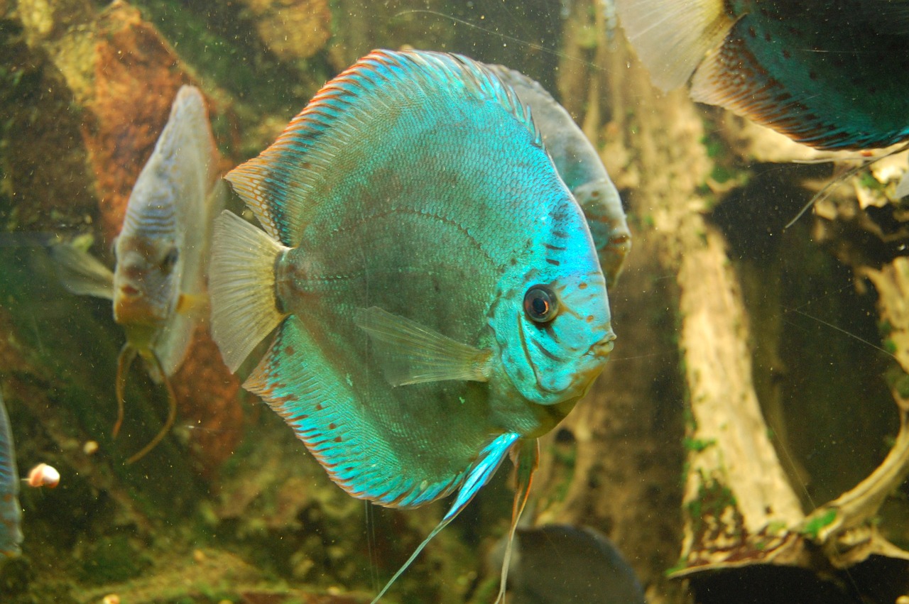 Discus Cichlid, Žuvis, Akvariumas, Plaukti, Vanduo, Meeresbewohner, Gamta, Vandens Tvarinys, Nardymas, Povandeninis