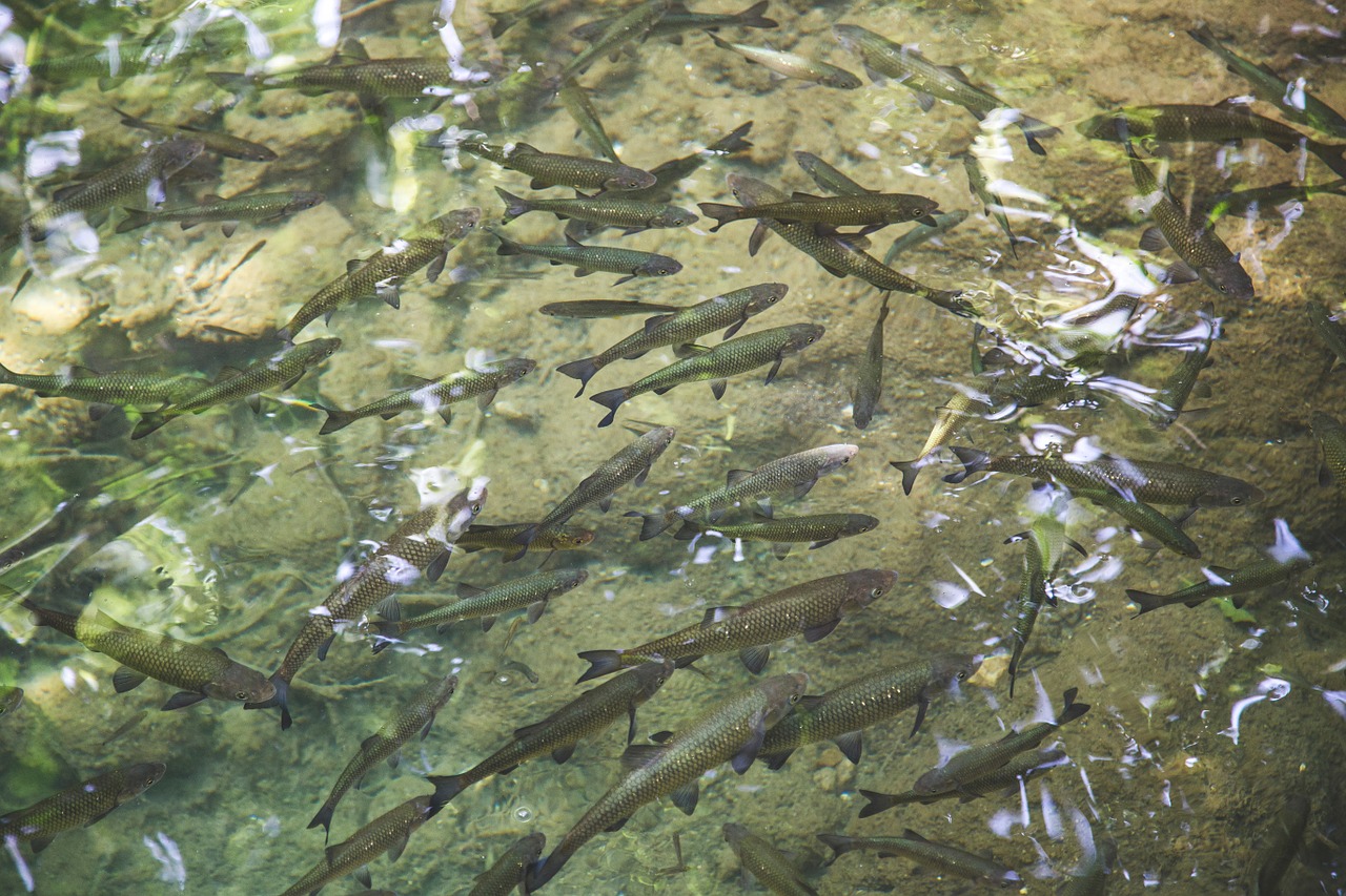 Žuvis, Aišku, Ežeras, Upė, Vanduo, Gamta, Povandeninis, Jūra, Jūrų, Spalva