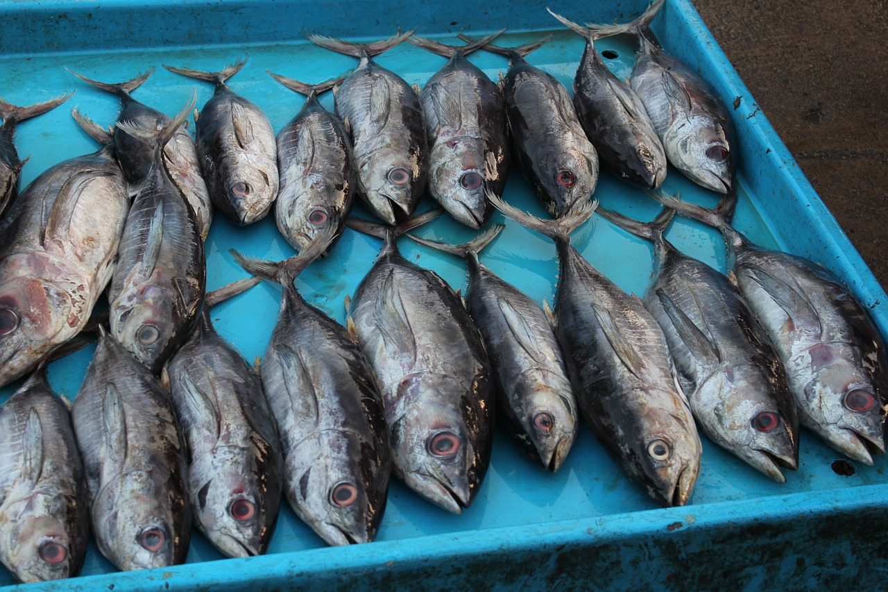 Žuvų Parduotuvė, Šri Lanka, Tunų, Žuvis, Nemokamos Nuotraukos,  Nemokama Licenzija