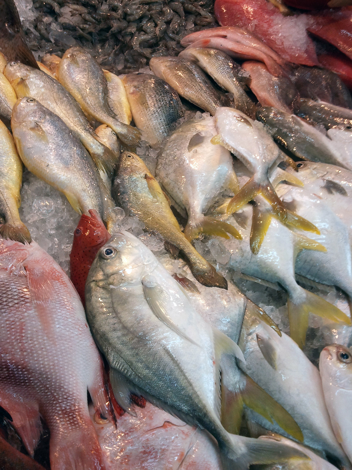 Морская съедобная рыба. Рыба съедобная. Рыба на прилавке. Рыбный рынок. Много рыбы.
