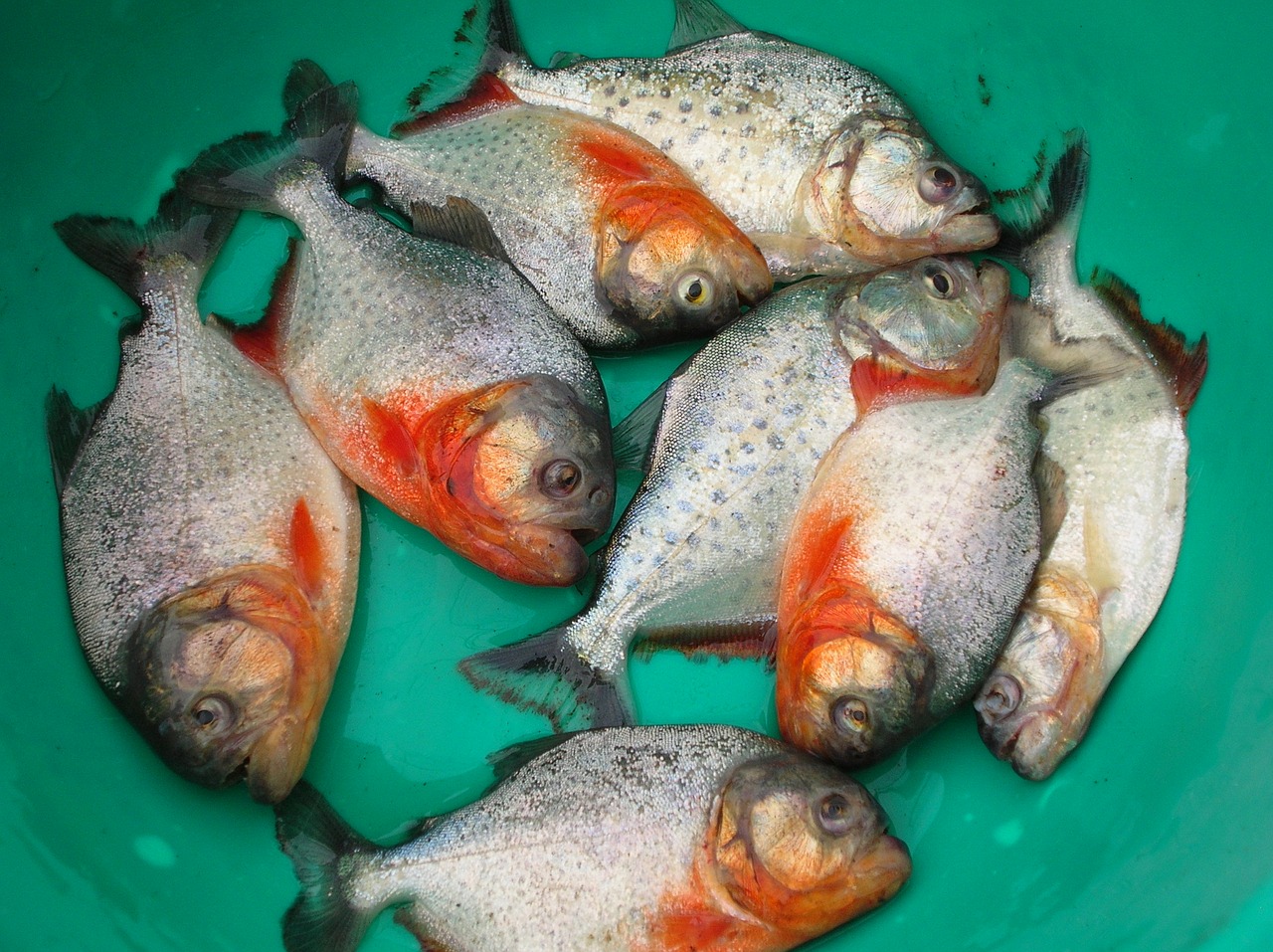 Žuvies Piranha, Beni, Bolivija, Nemokamos Nuotraukos,  Nemokama Licenzija