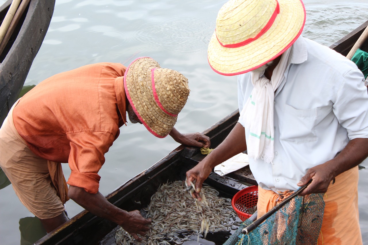 Indijos Žvejai, Kerala Žvejys, Žvejyba Įžeidžiančia, Nemokamos Nuotraukos,  Nemokama Licenzija