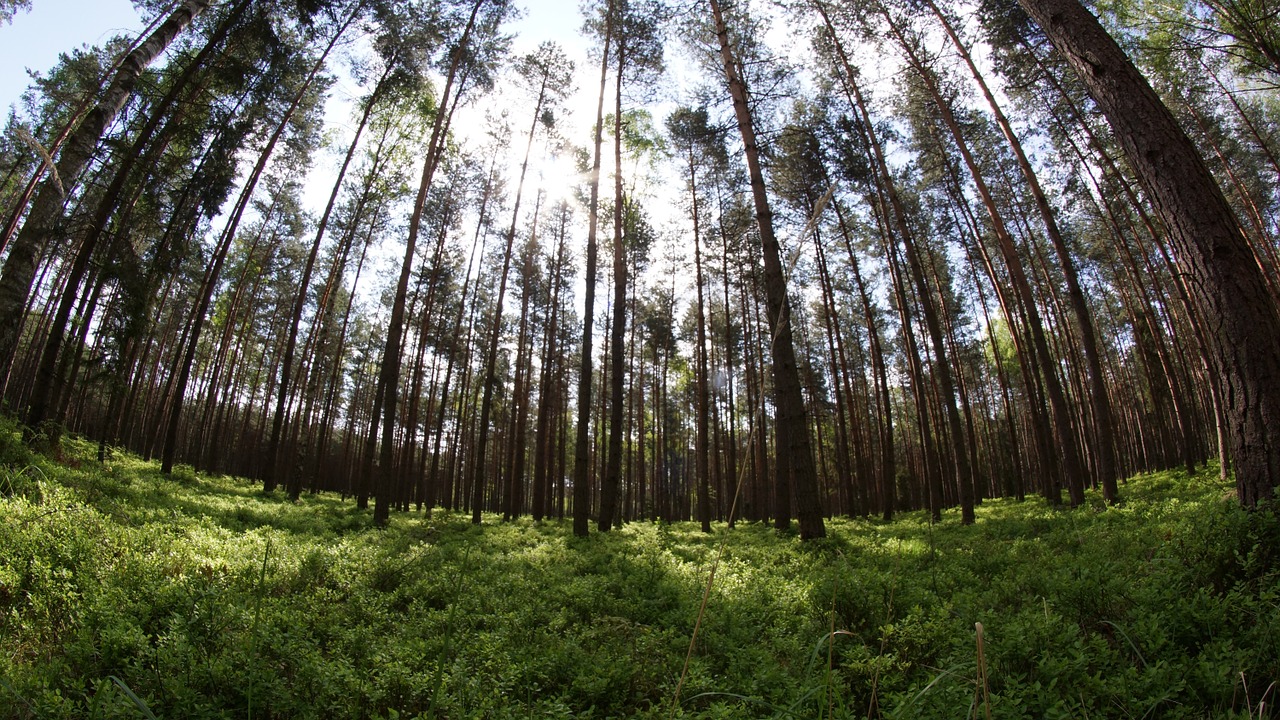 Fisheye, Gamta, Miškas, Nemokamos Nuotraukos,  Nemokama Licenzija