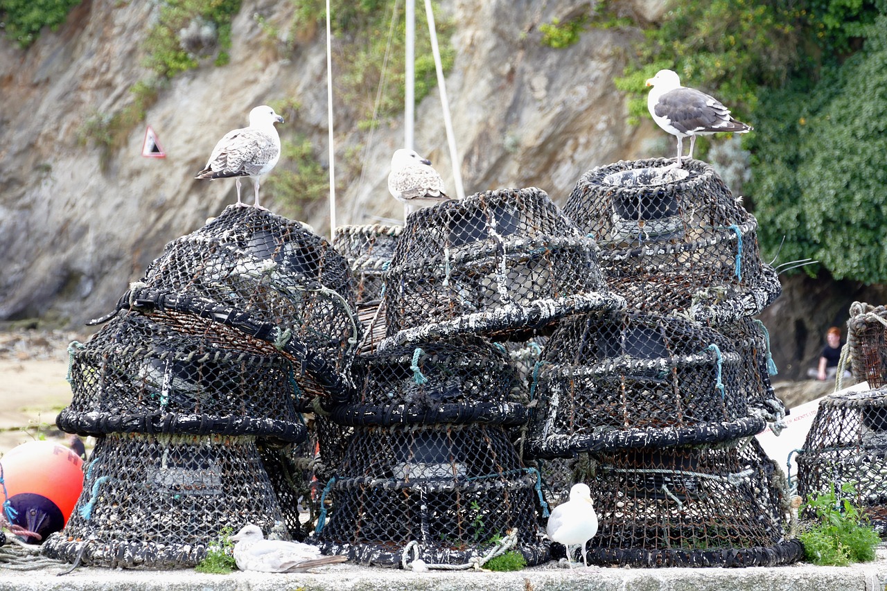 Žvejyba, Tinklai, Krabai, Crabbing, Žuvis, Vanduo, Gaudyti, Jūra, Plūdė, Gamta