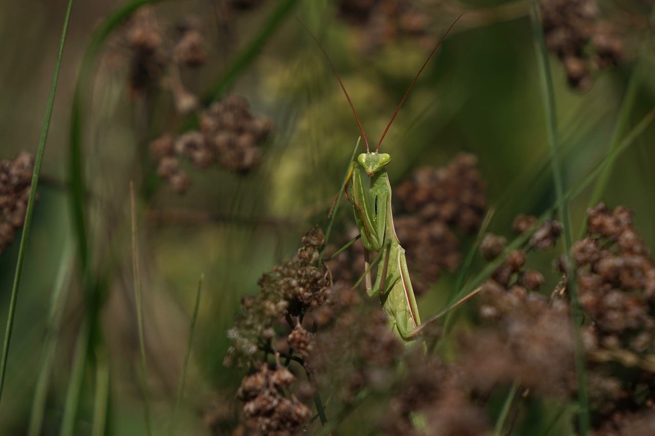 Žūklės Žirnis, Meldžiasi Mantis, Mantodaa, Mantis Religiosa, Vabzdys, Gyvūnas, Makro, Skrydžio Vabzdys, Nemokamos Nuotraukos,  Nemokama Licenzija