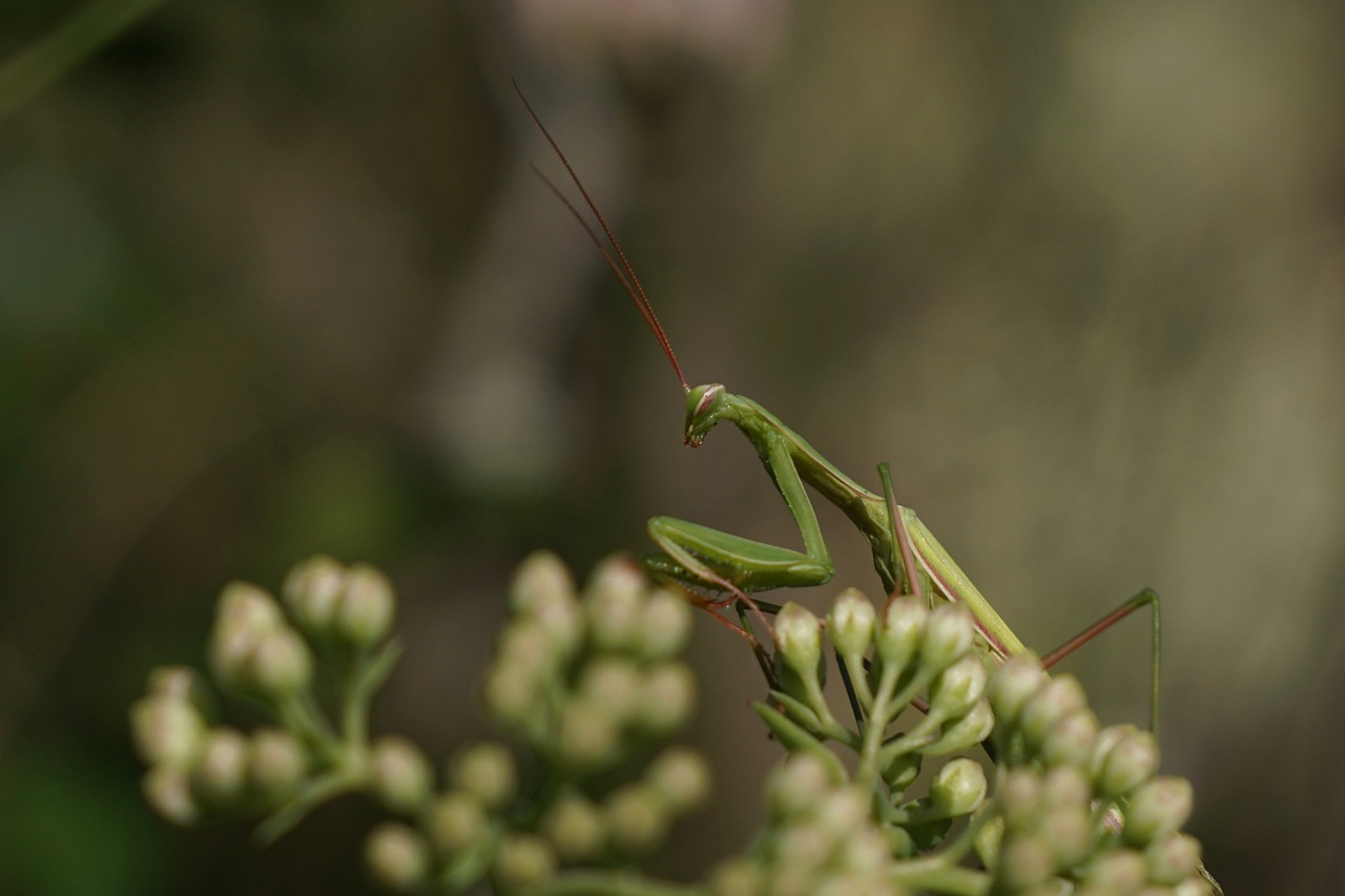 Žūklės Žirnis, Meldžiasi Mantis, Mantodaa, Mantis Religiosa, Vabzdys, Gyvūnas, Makro, Skrydžio Vabzdys, Nemokamos Nuotraukos,  Nemokama Licenzija