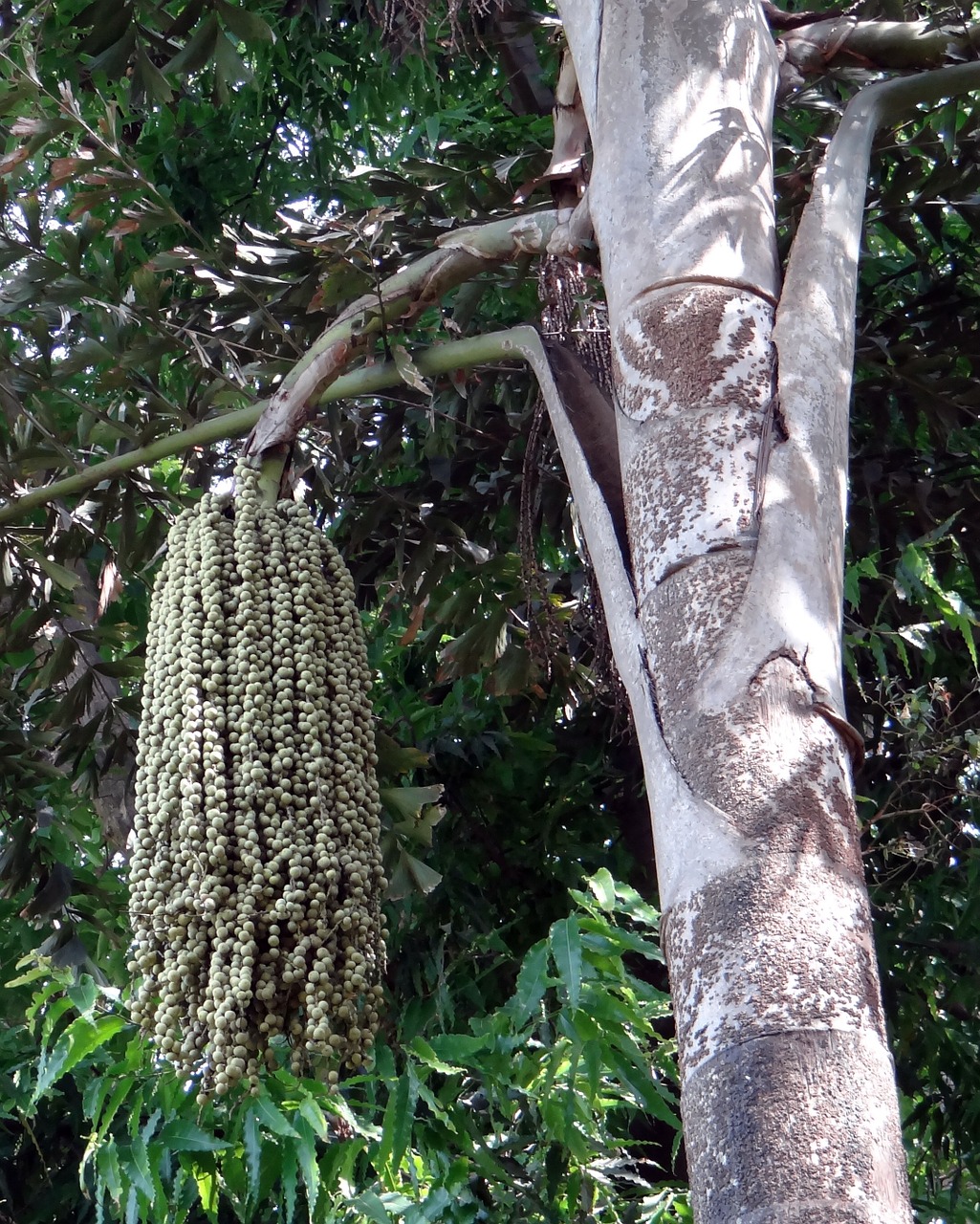 Žuvies Palmių Palmių, Daggery Palmių, Toddy Palmių, Vyno Delnas, Caryota Urens, Ascaceae, Medis, Riešutai, Indija, Nemokamos Nuotraukos