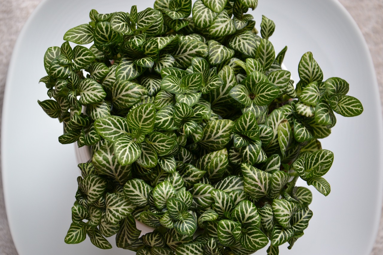 Fittonia, Kambarinis Augalas, Gėlė, Nemokamos Nuotraukos,  Nemokama Licenzija