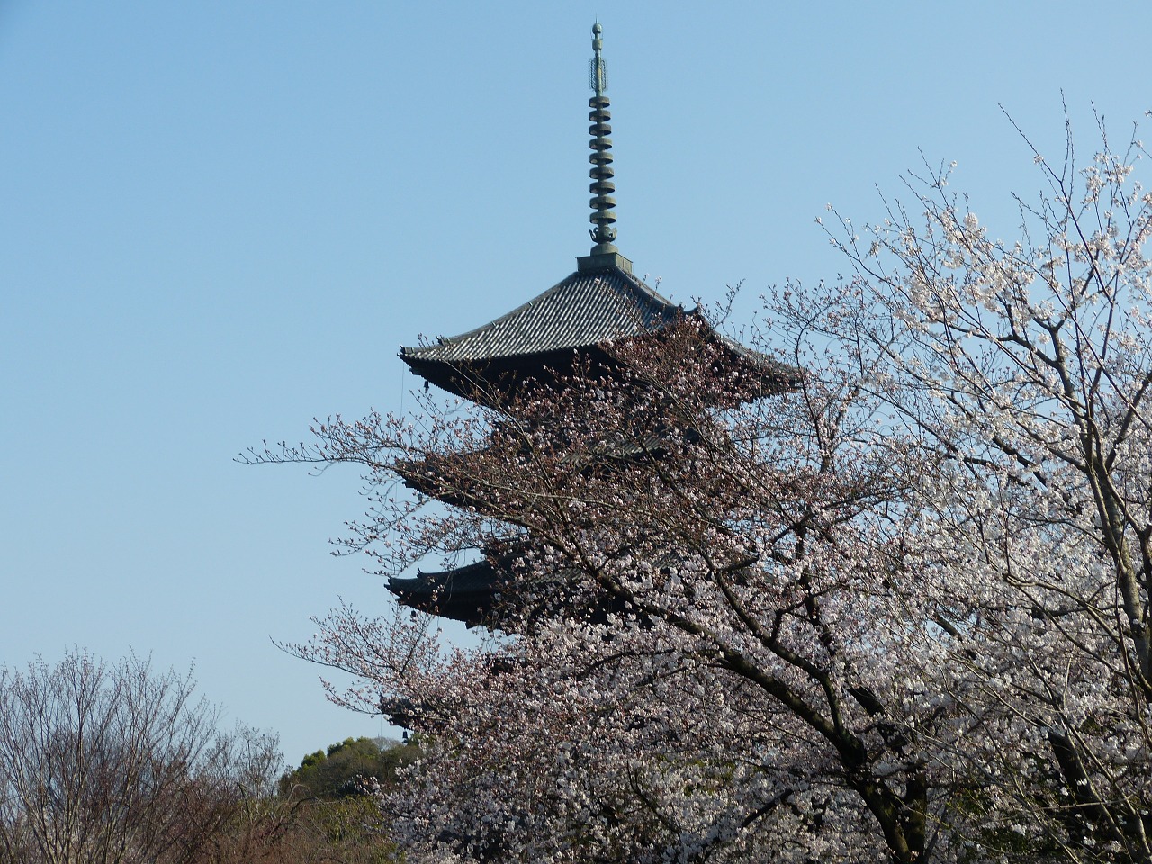 Penkių Aukštų Pagoda, Vyšnia, Pavasario Kyoto, Nemokamos Nuotraukos,  Nemokama Licenzija