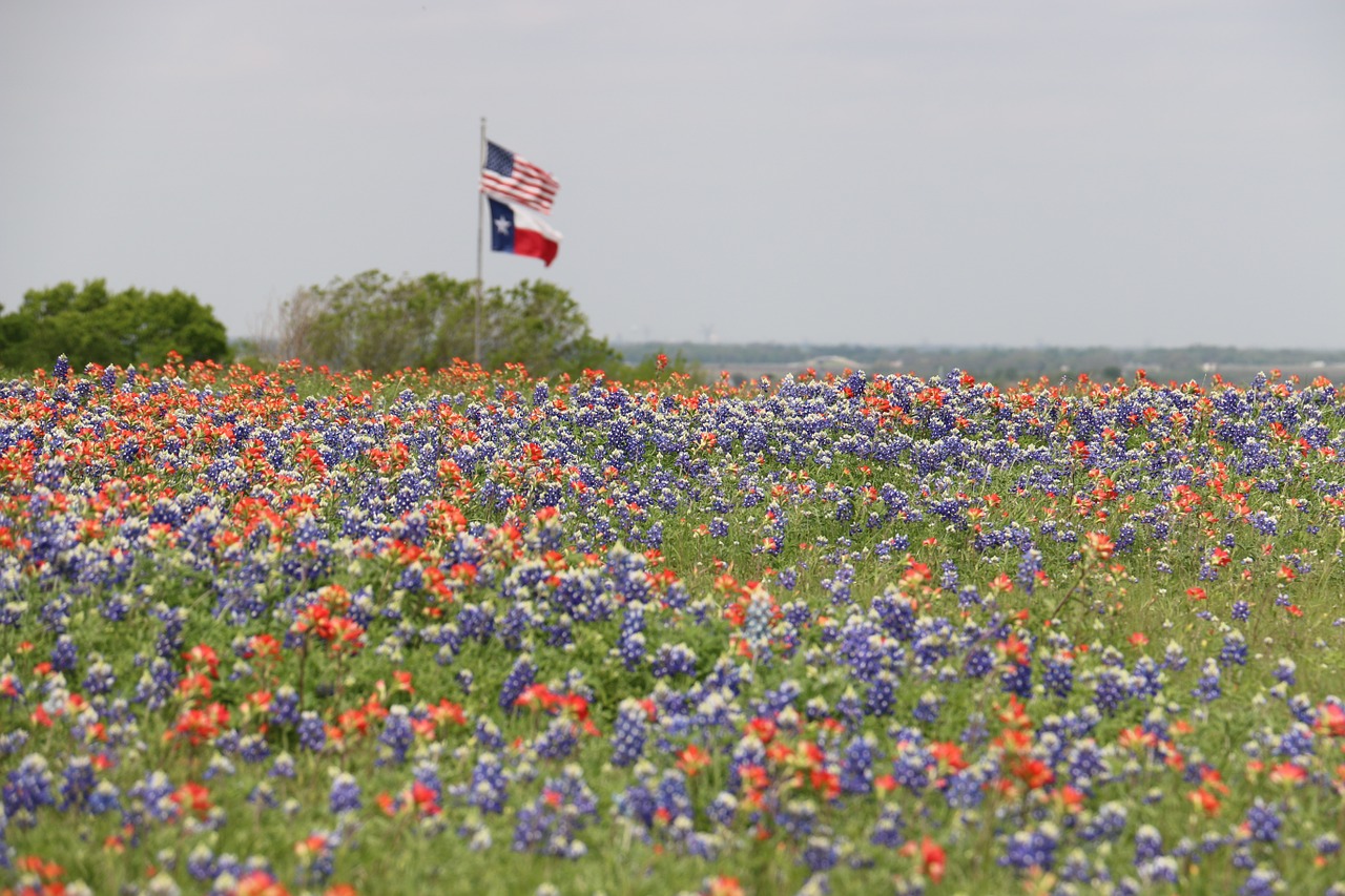 Vėliavos, Teksaso Vėliava, Mums Vėliava, Amerikos Vėliava, Gėlių Sritis, Laukinės Vasaros Spalvos, Pavasaris, Pavasaris, Patriotinis, Bluebonnets