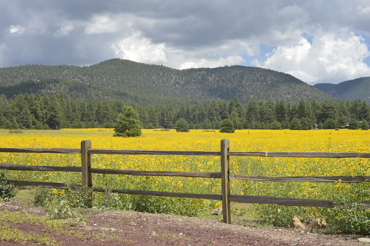 Flagstaff, Arizona, Gėlės, Geltona, Audra, Tvora, Nemokamos Nuotraukos,  Nemokama Licenzija