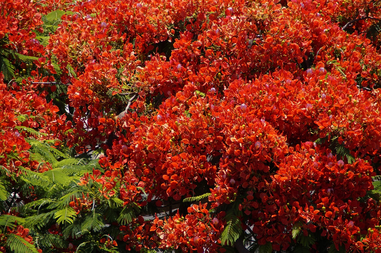 Blizgantis, Klesti Medis, Gėlės, Žydėti, Vasara, Atogrąžų, Tropikai, Raudona, Liepsna, Delonix Regia