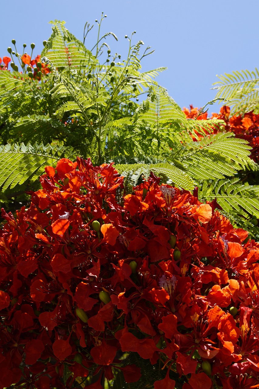 Blizgantis, Delonix Regia, Raudona, Gėlės, Tropikai, Šviesus, Vasara, Medis, Klesti Medis, Liepsna