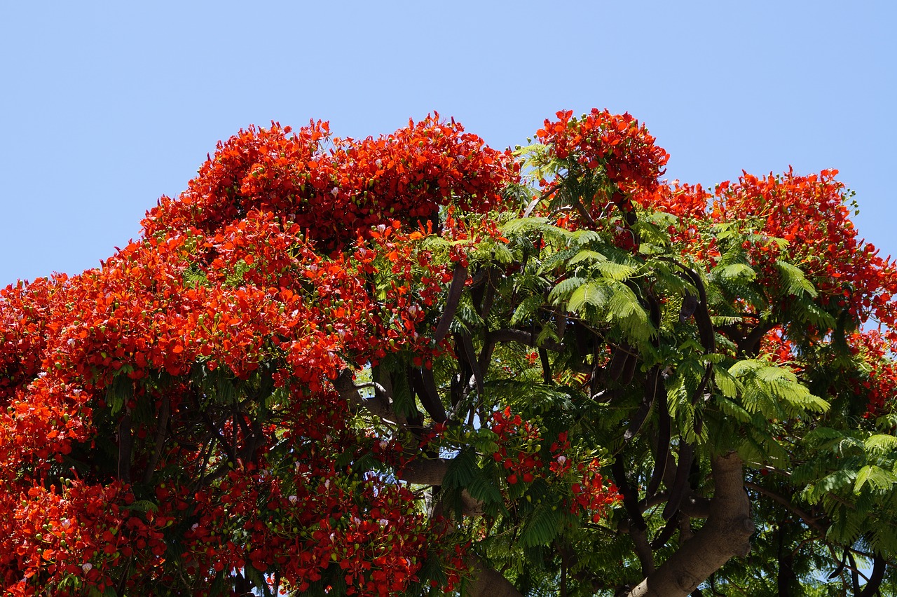 Blizgantis, Delonix Regia, Raudona, Gėlės, Tropikai, Šviesus, Vasara, Medis, Klesti Medis, Liepsna