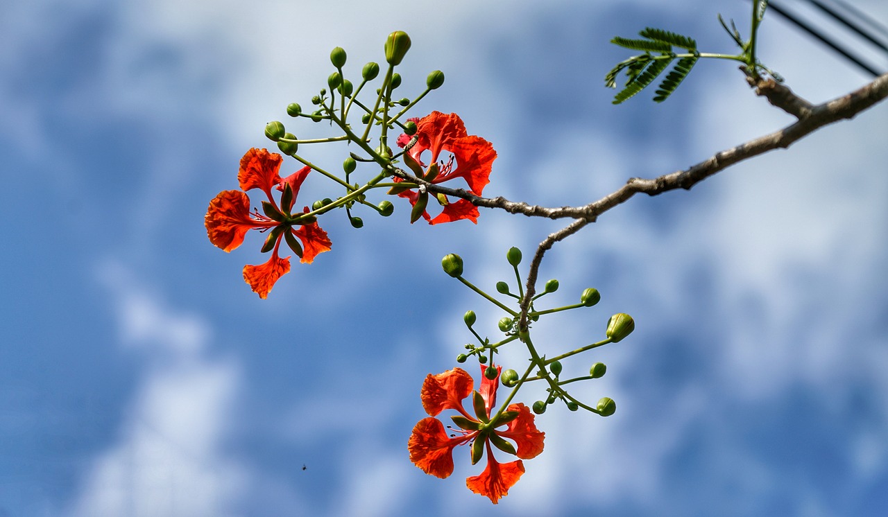 Spalvingas Medis,  Fleimo Miško,  Poinciana,  Filialas,  Raudona,  Gėlė,  Pobūdį,  Floros,  Medis,  Lauke