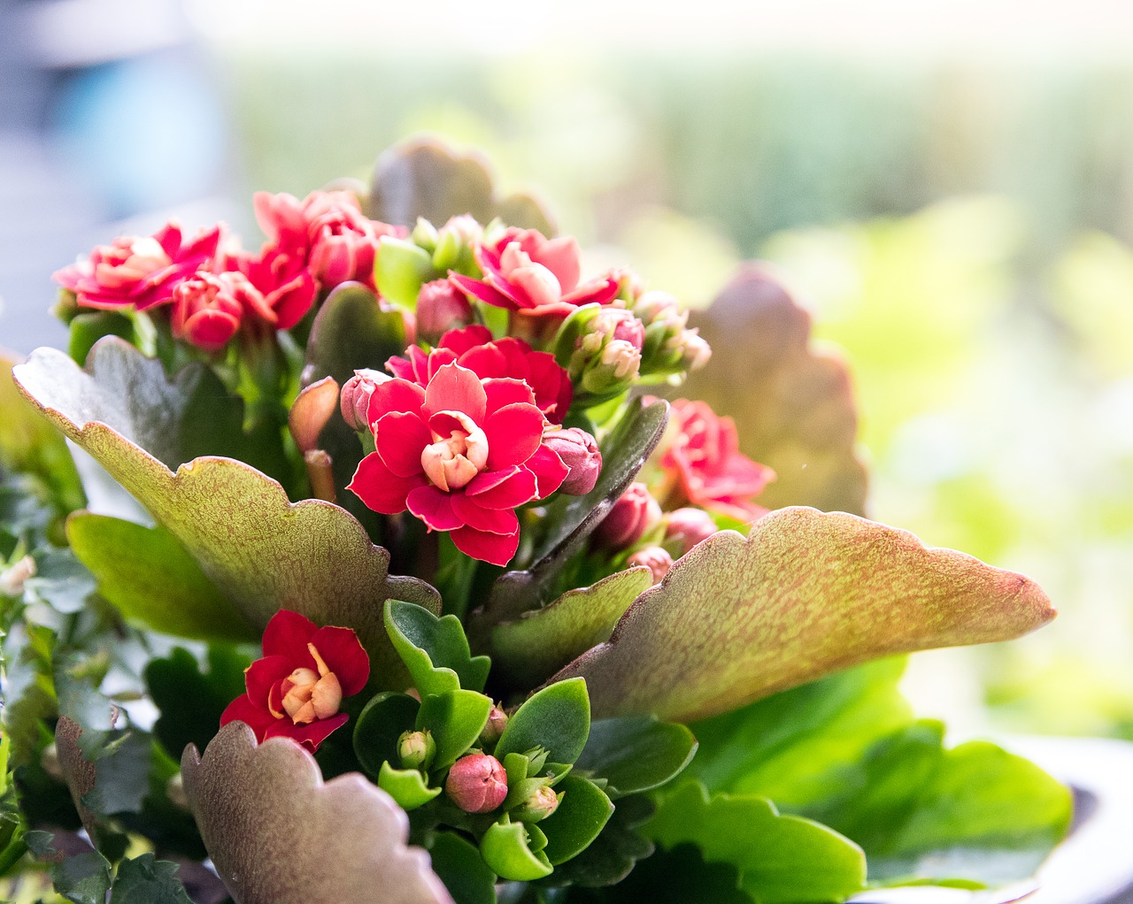 Liepsna Käthchen,  Gėlė,  Augalų,  Kalankė,  Floros,  Storio Lapas Šiltnamio Efektą Sukeliančių,  Raudona,  Gėlės,  Žalias,  Lapai